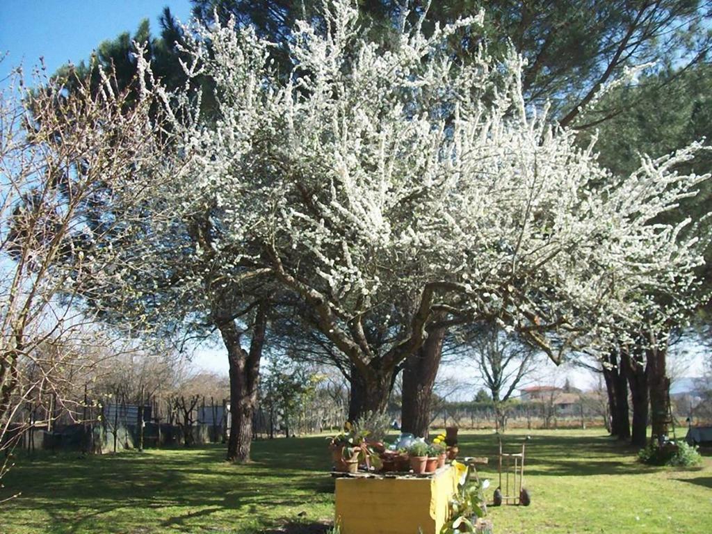 Campo Alle Monache Bucine Buitenkant foto